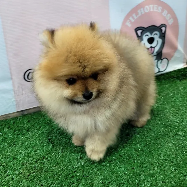 Spitz Alemão ( Lulu da Pomerânia) Anão macho - Pedigree CBKC - 12x sem juros