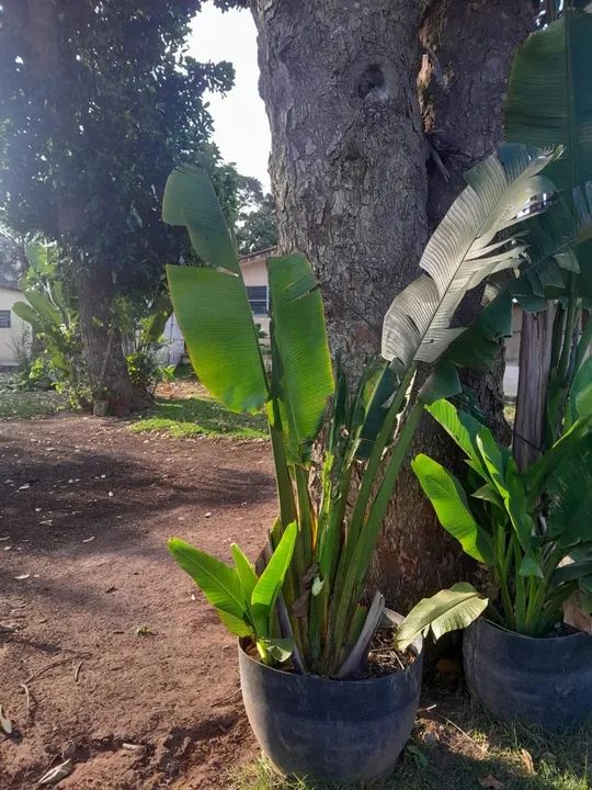 Vendo palmeiras do viajante *LEIA O ANUNCIO* - Foto 4