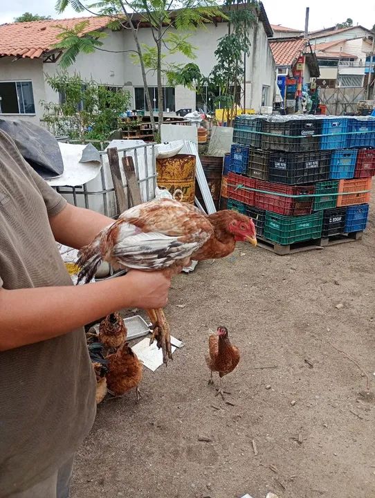 Vendo frangos e frangas caipiras  - Foto 3
