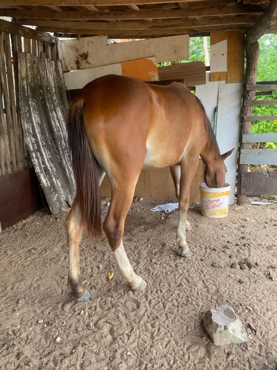 Poltra 1 ano e 5 mês! - Foto 2