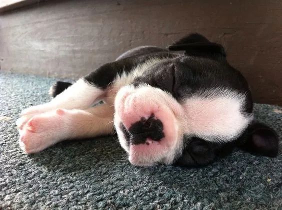 Cachorro Boston Terrier à Venda  