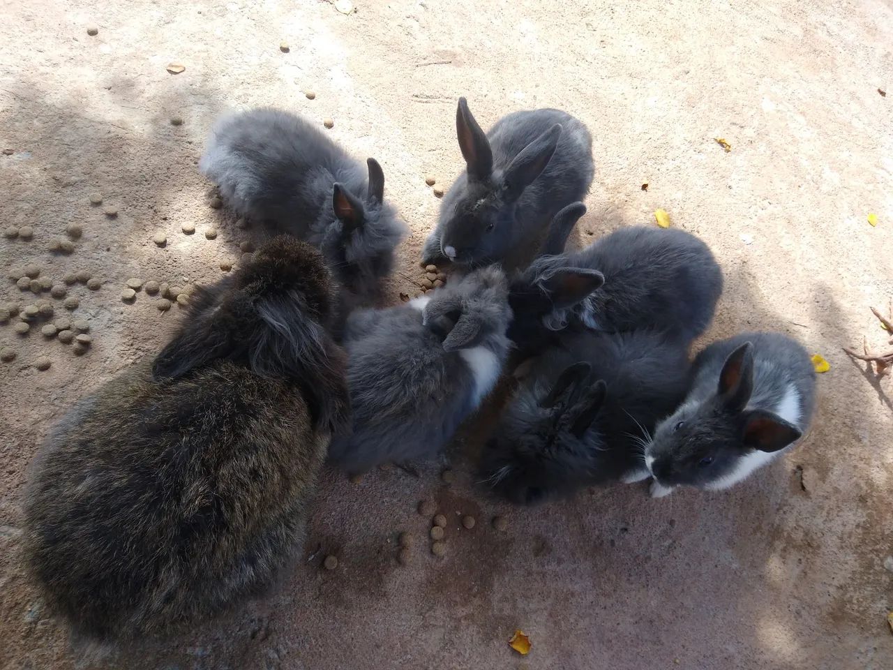 Coelhos64304356261251123