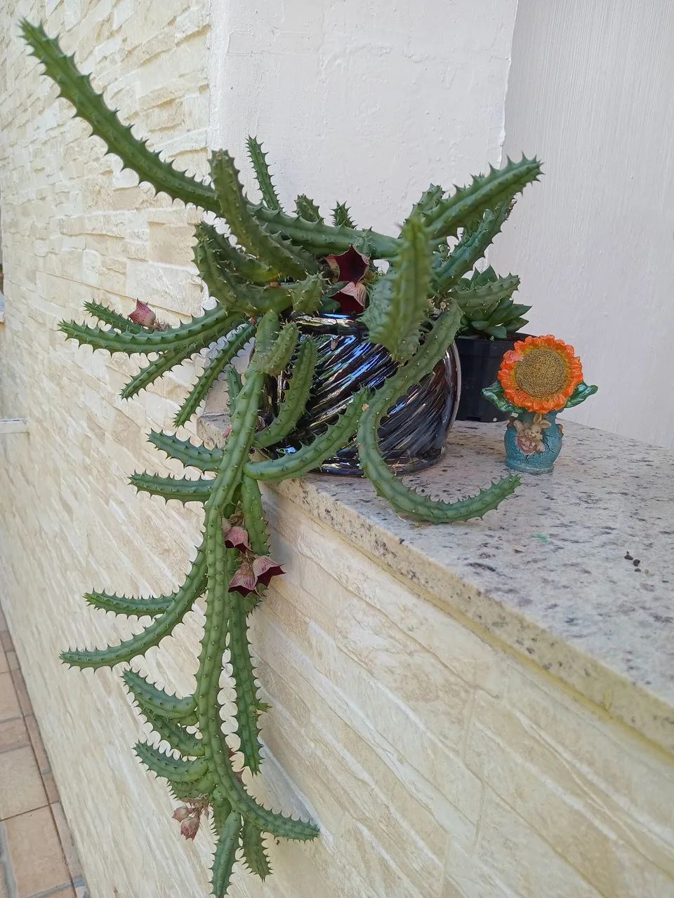 Cactos e suculentas 