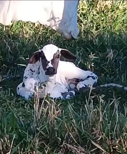 Touro Nelore Pintado - Foto 3