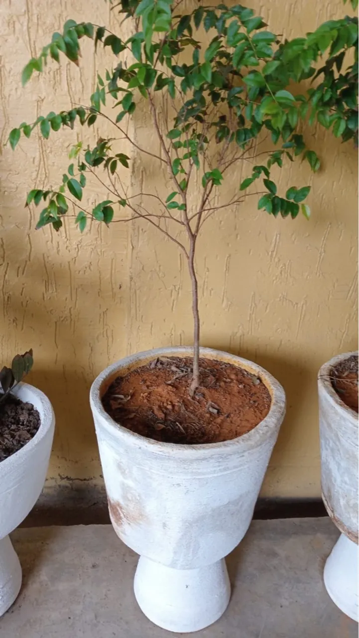 Jabuticaba já no jarro