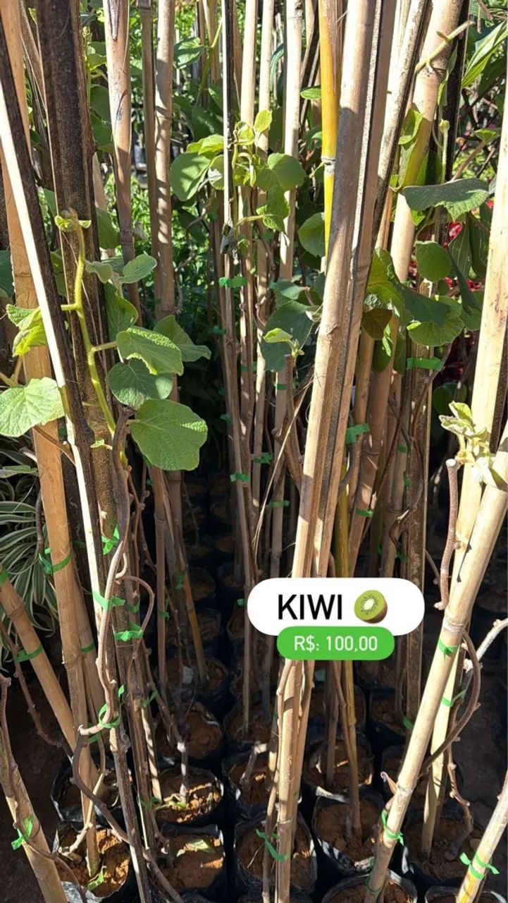Mudas de Kiwi
