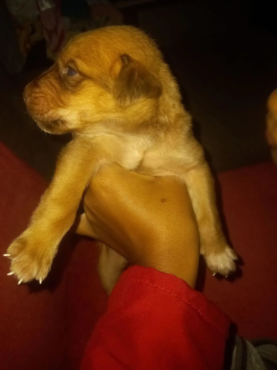 Cachorro filhote  - Foto 3