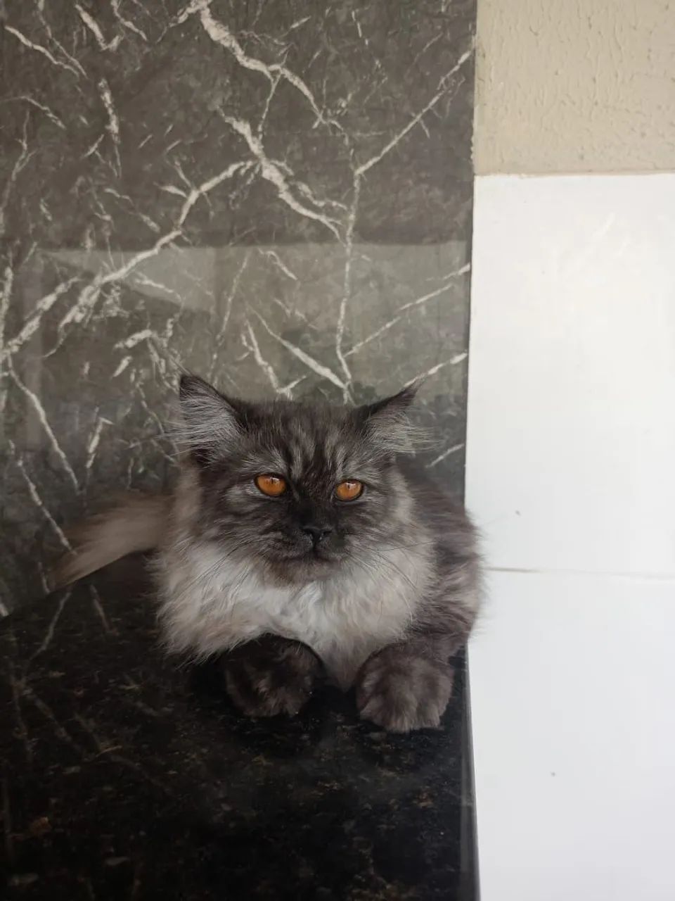 Gata perça - Foto 4