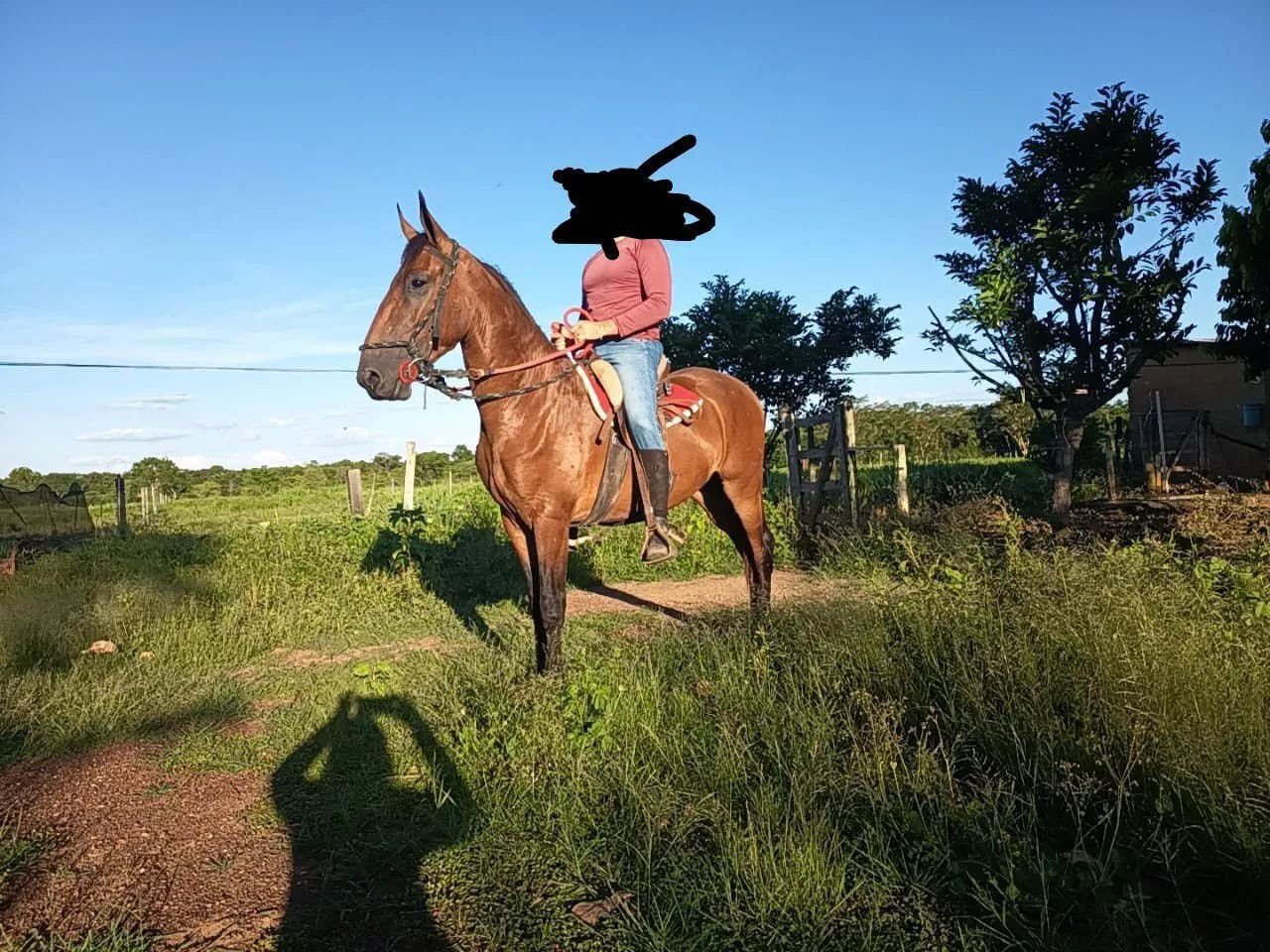 Cavalo Castrado Campolina Marcha Picada  - Foto 4