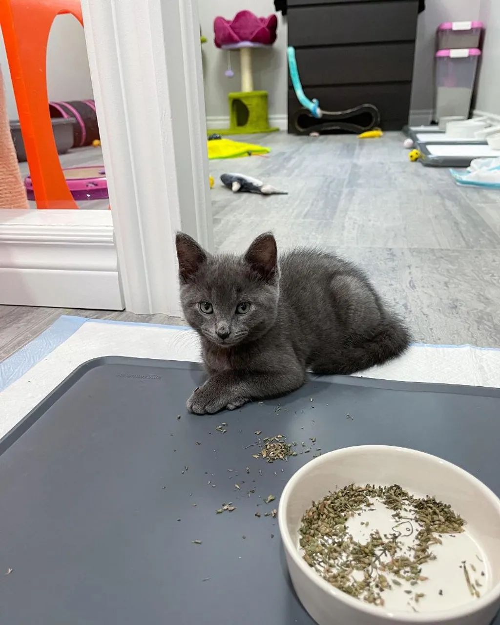 Filhotes Russian Blue disponíveis 2 meses - Foto 2
