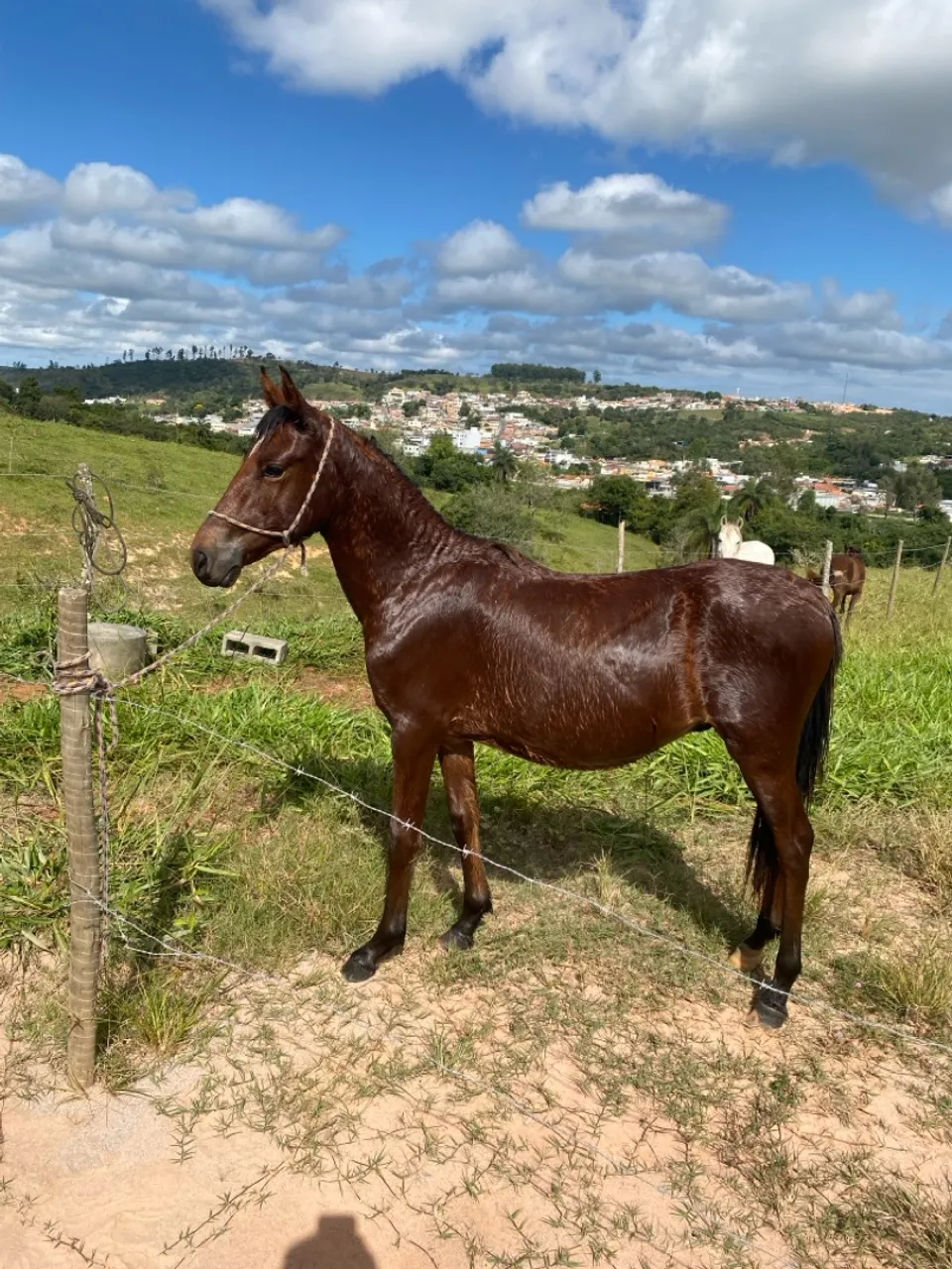 Potro mangalarga