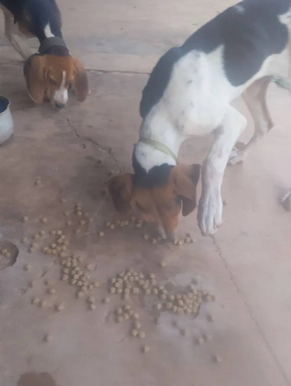 Vendo dois filhotes de americanos com 4 meses de vida