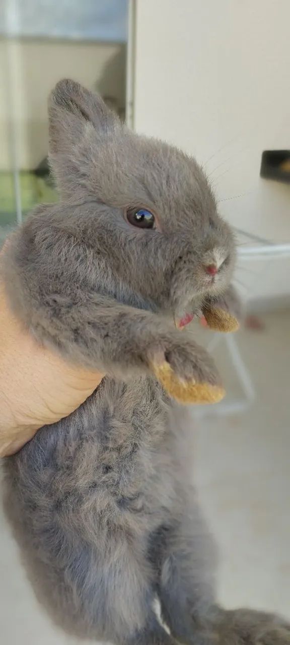 Coelho Anão  - Foto 5