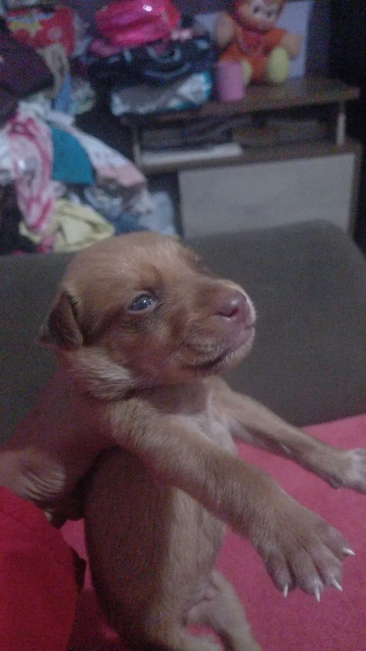 Cachorro filhote 