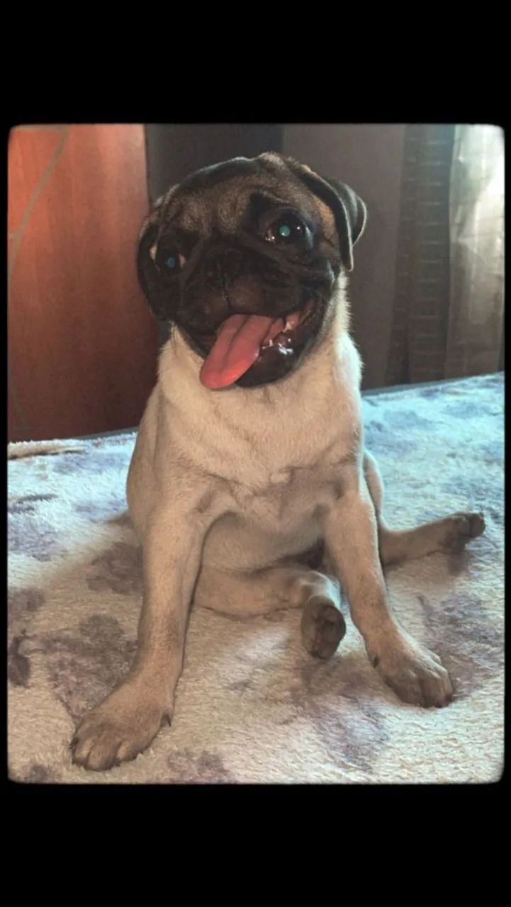 Fêmea de Pug muito fofa