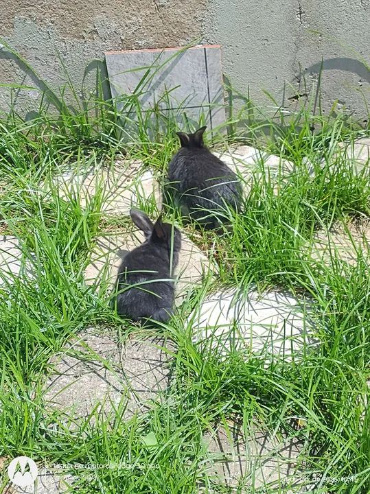 Disponível filhotes raça pequena Mini médio! - Foto 5