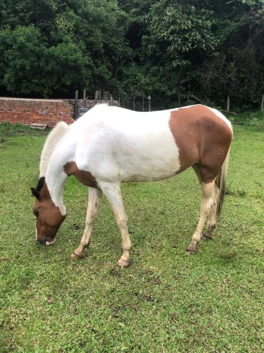 Égua Pampa Marcha Picada 7 anos - Foto 5
