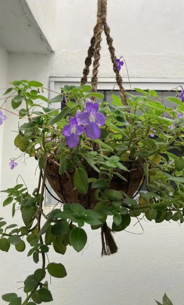 Mudas Violeta Africana azul   - Foto 3