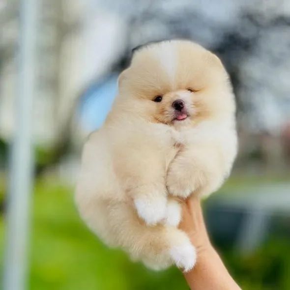 Lulu da Pomerânia Padrão URSINHO Legítimos 