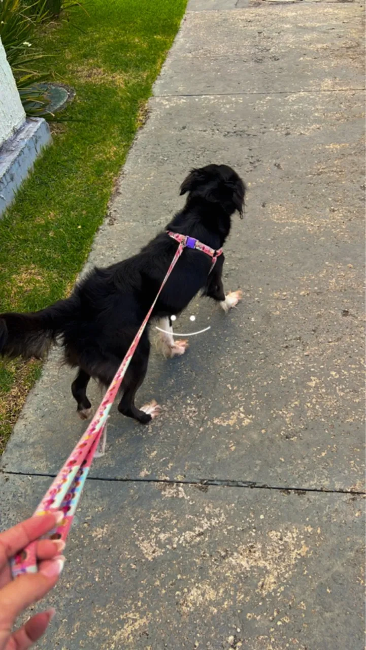 Cachorra educada nome Nina