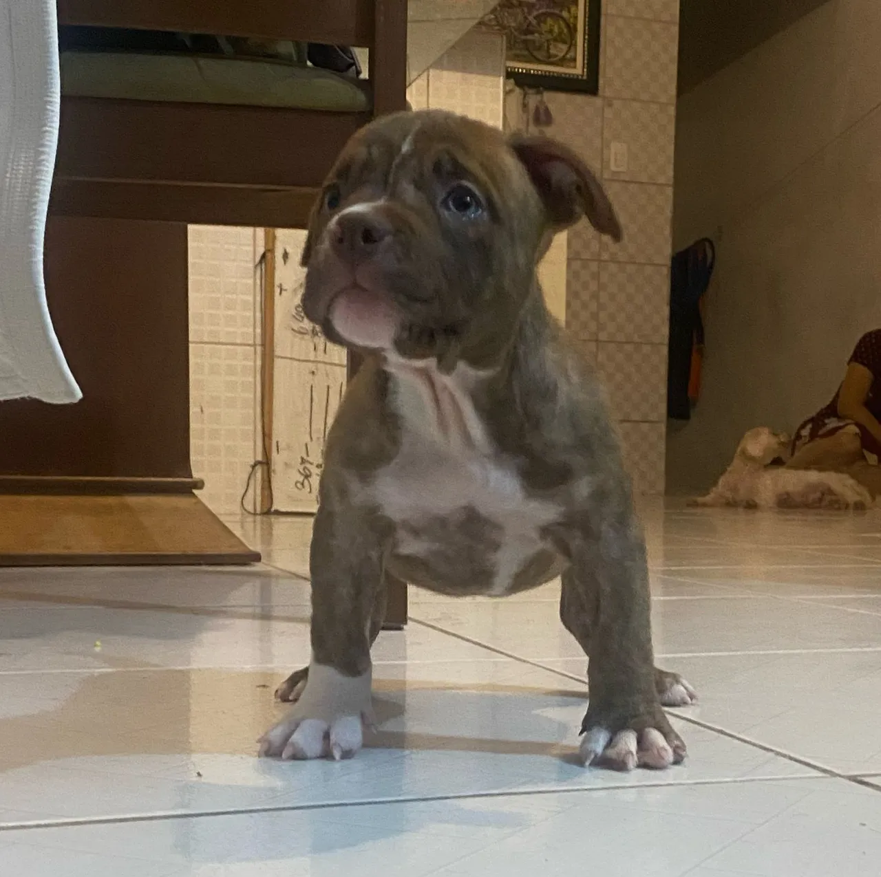 American Bully 