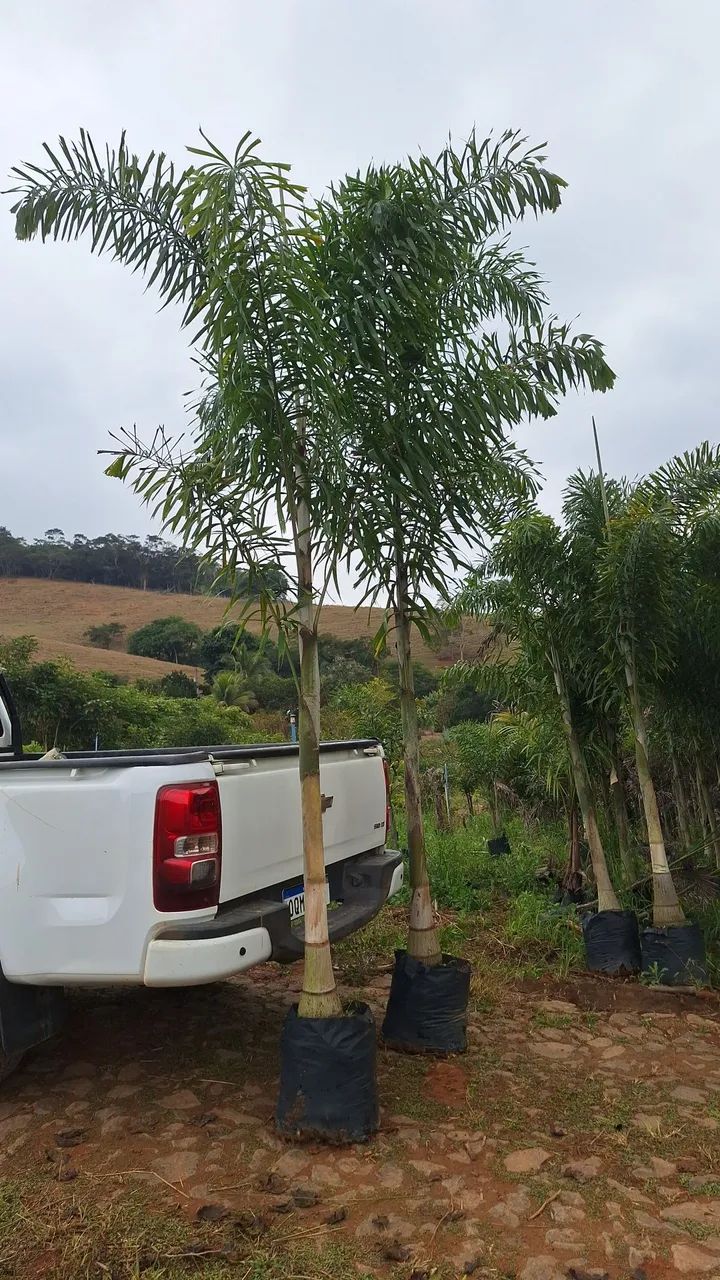 Palmeira rabo de raposa 4mts  - Foto 4