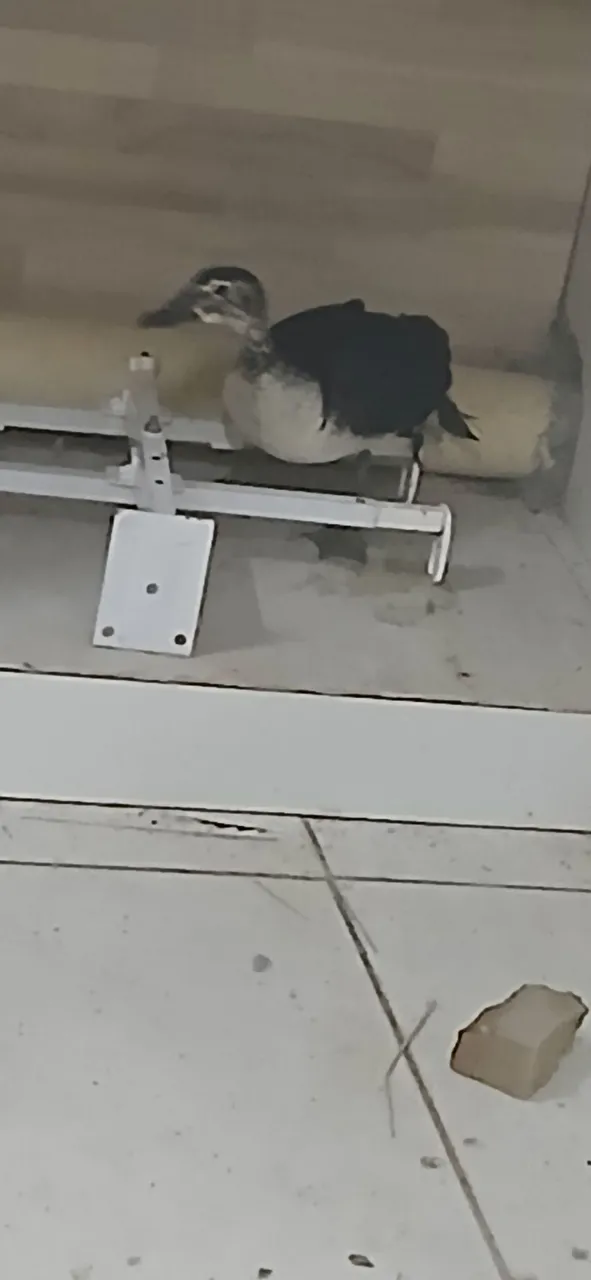 Patos casal