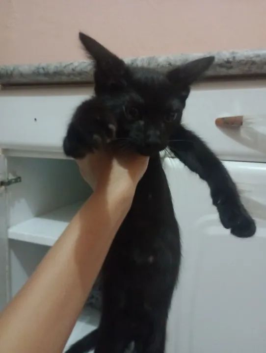 Gatinhas para adoção responsável - Foto 4