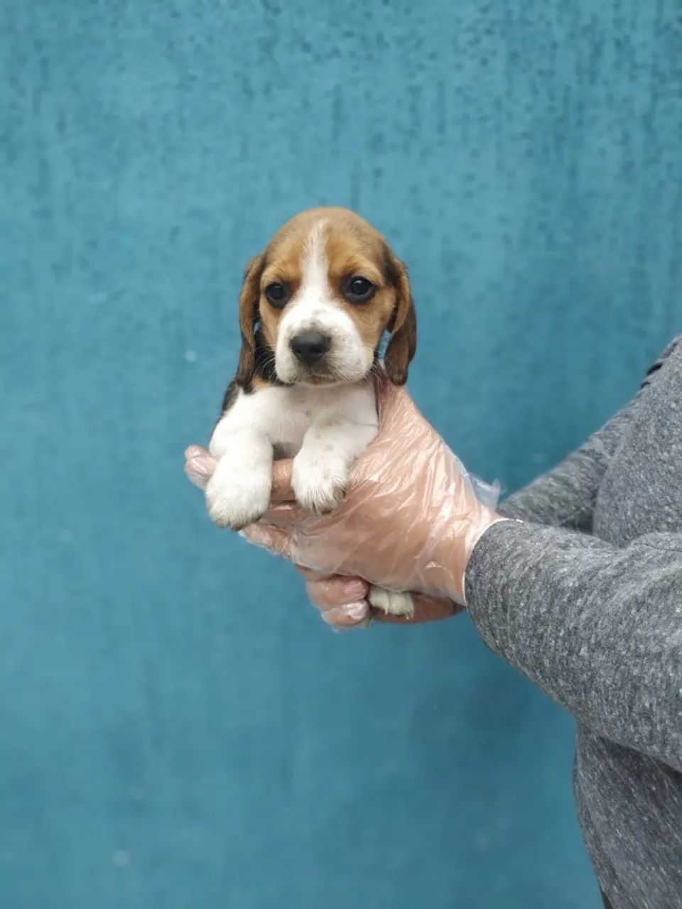 Beagle - Tricolor fêmea com 49 dias vacinado com 1 dose da V10 -Dani