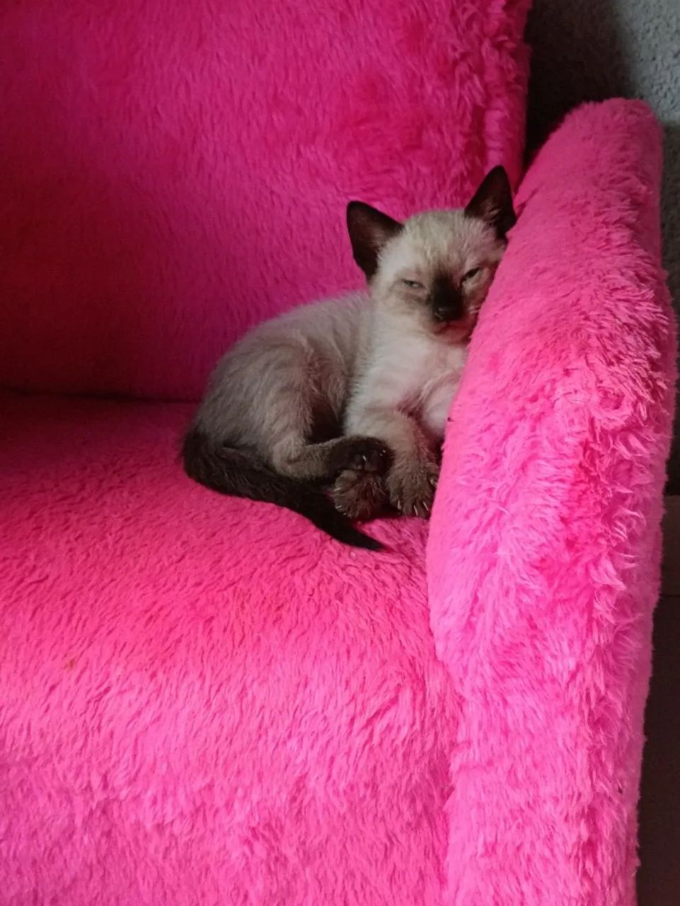 Doação de gato siamês. - Foto 2