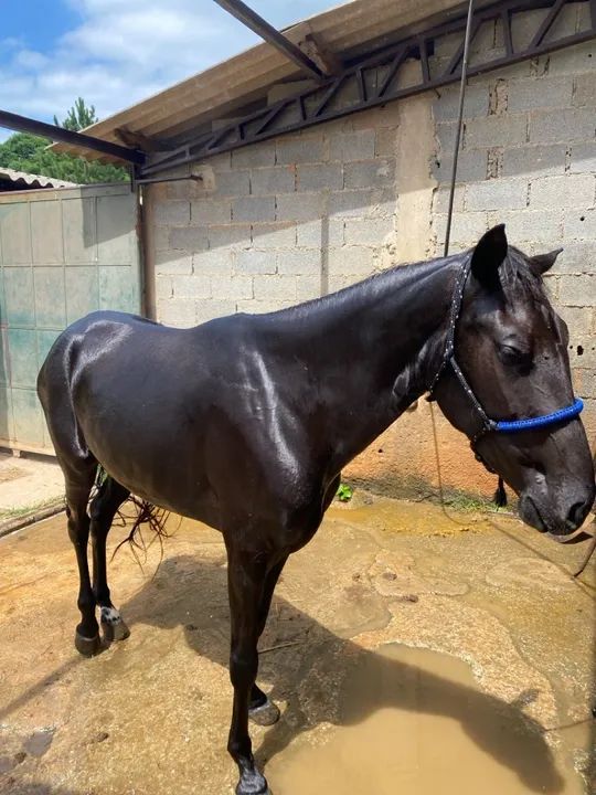 Vendo égua inglesa de charrete  - Foto 3