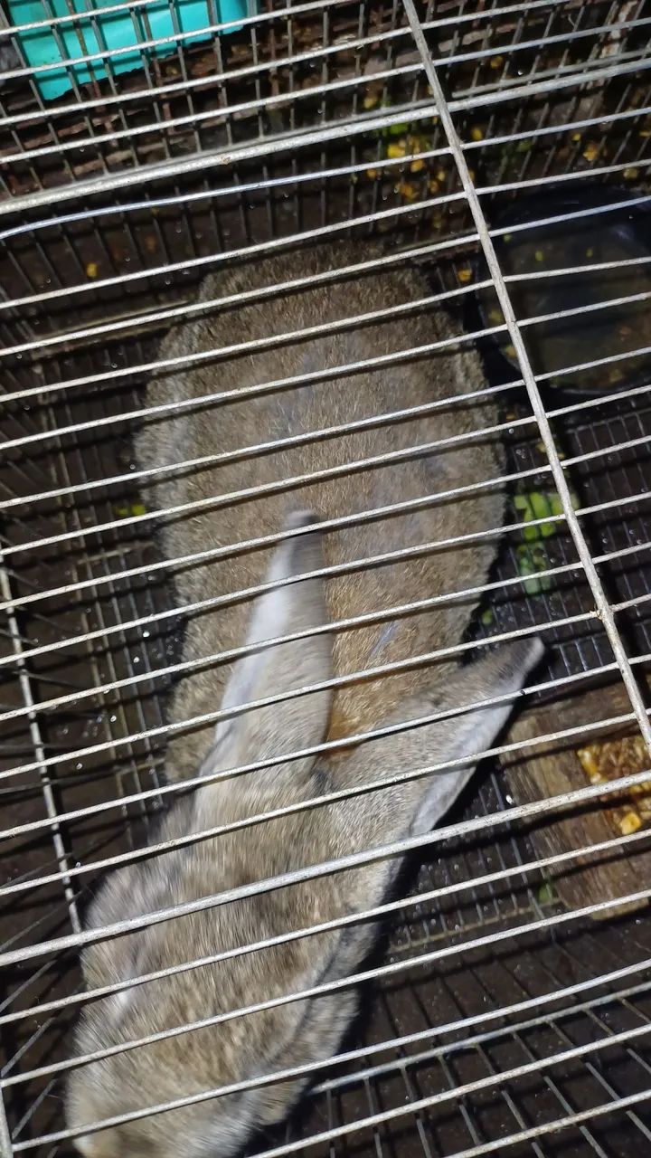 Coelhos adultos e filhotes  - Foto 5