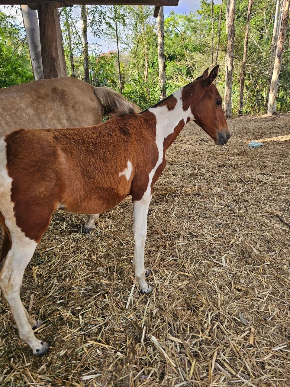 Linda potra mangalarga  - Foto 2