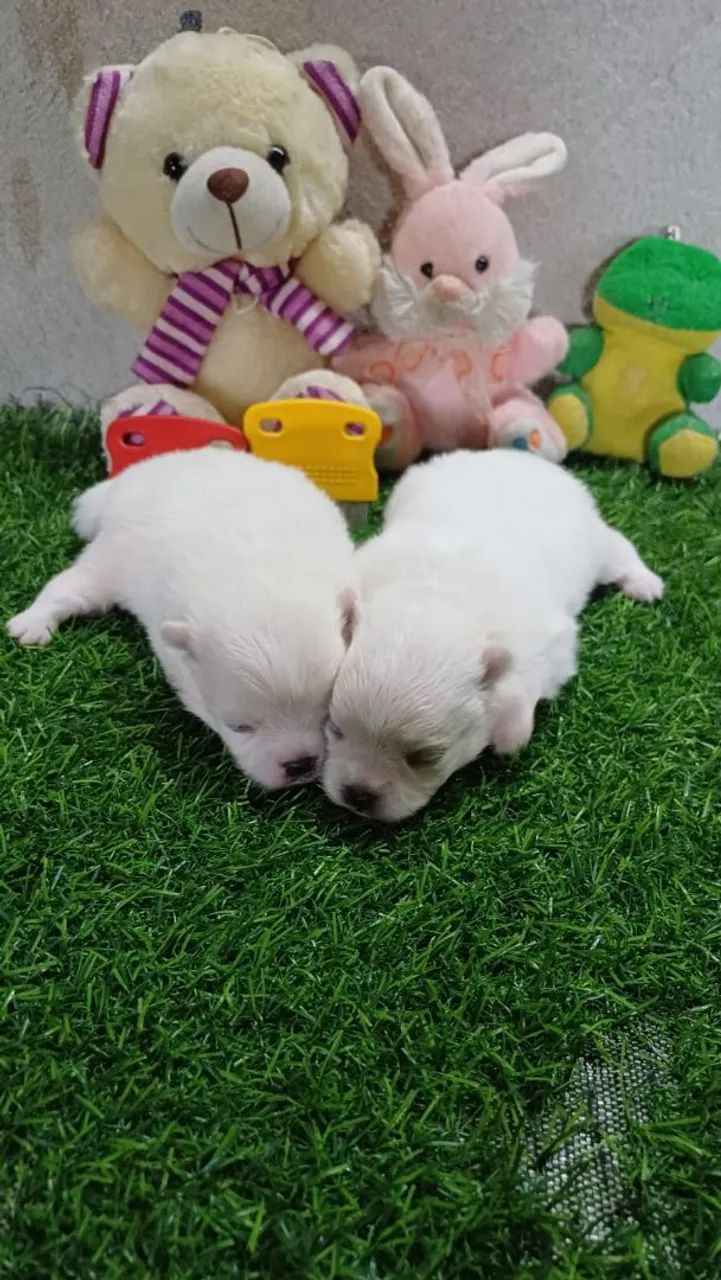 Lindos SPITZ ALEMÃO  - Foto 4