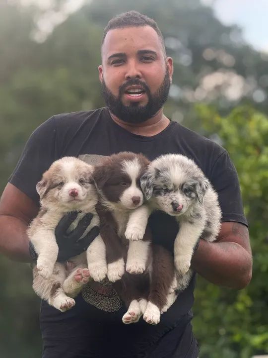 Border Collie, adquira seu filhote conosco!