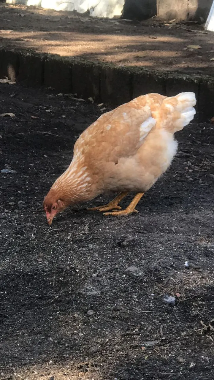 Galinha caipira, podeira e índia