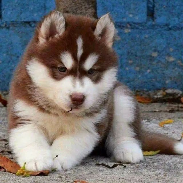 Cães Husky Siberiano Filhotes - Sociáveis e ativos.