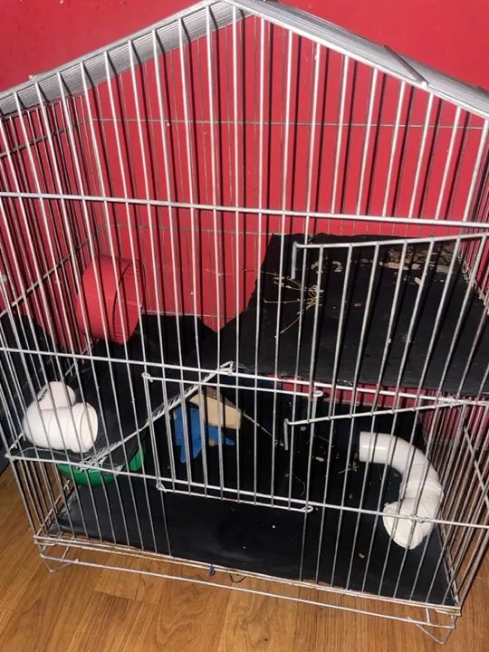 Vendo 2 ratos twister fêmea já com gaiola - Foto 2