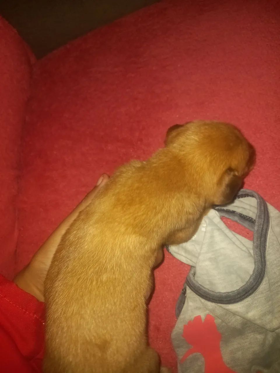 Cachorro filhote  - Foto 2