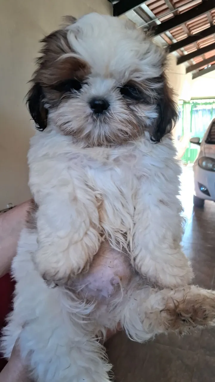 Shithtzu Macho 2 meses