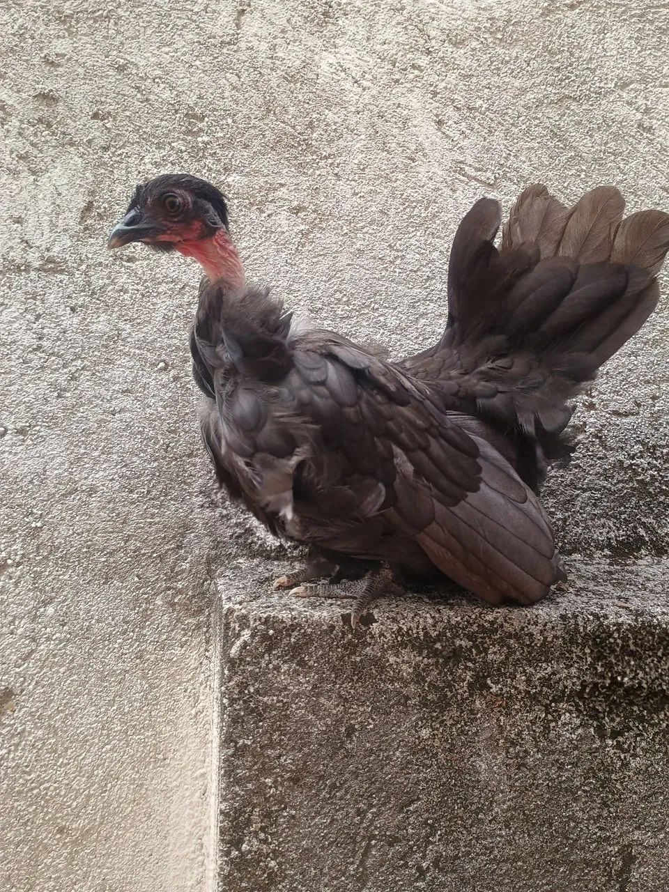Nagazaki  - Foto 2