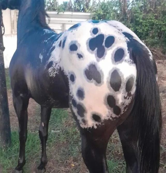 Apaloosa