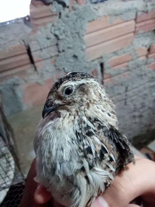 Codorna machos gigante  - Foto 4