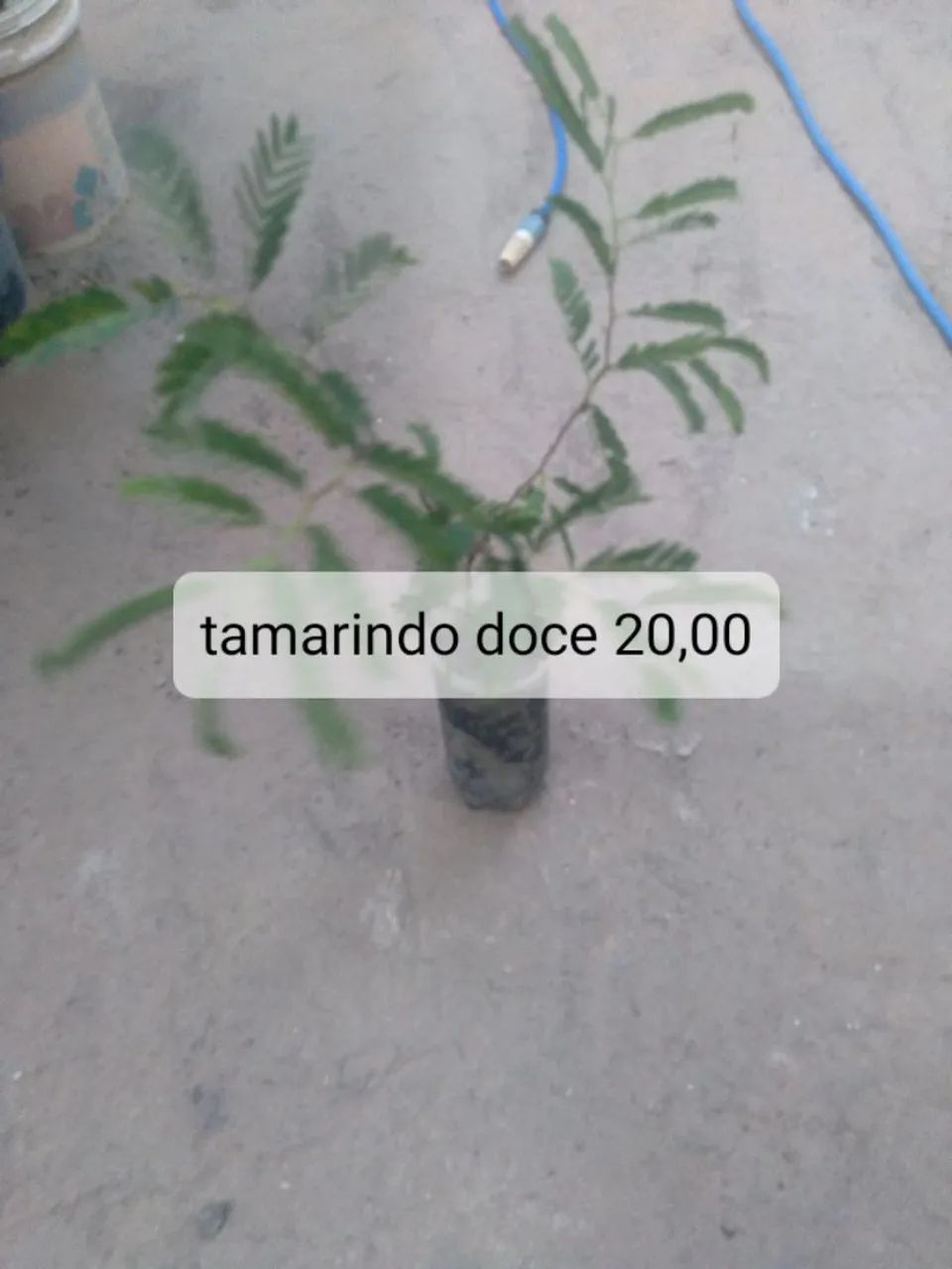 Muda frutíferas 4 - Foto 5