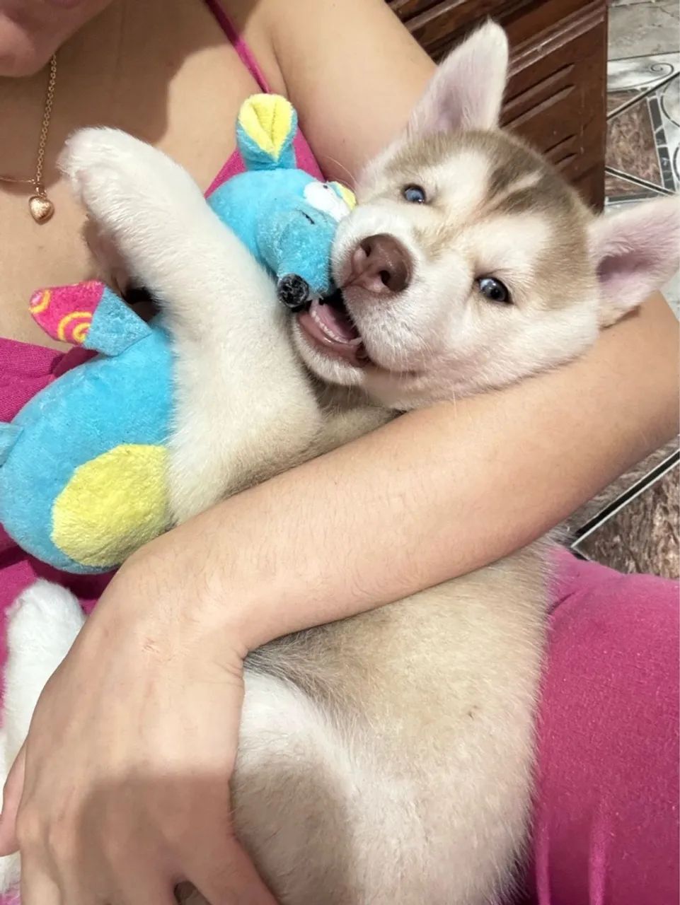 Vendo Filhote de Husky Siberiano  - Foto 2