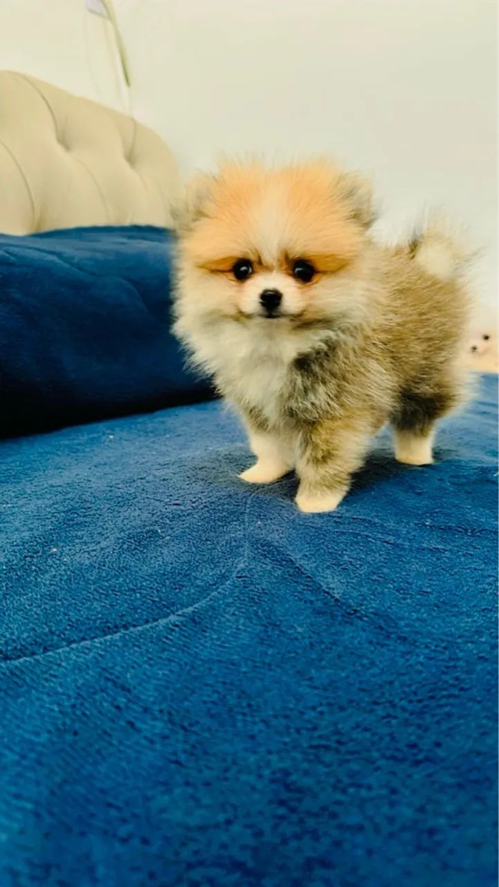 Lulu da Pomerania fêmea - Foto 4