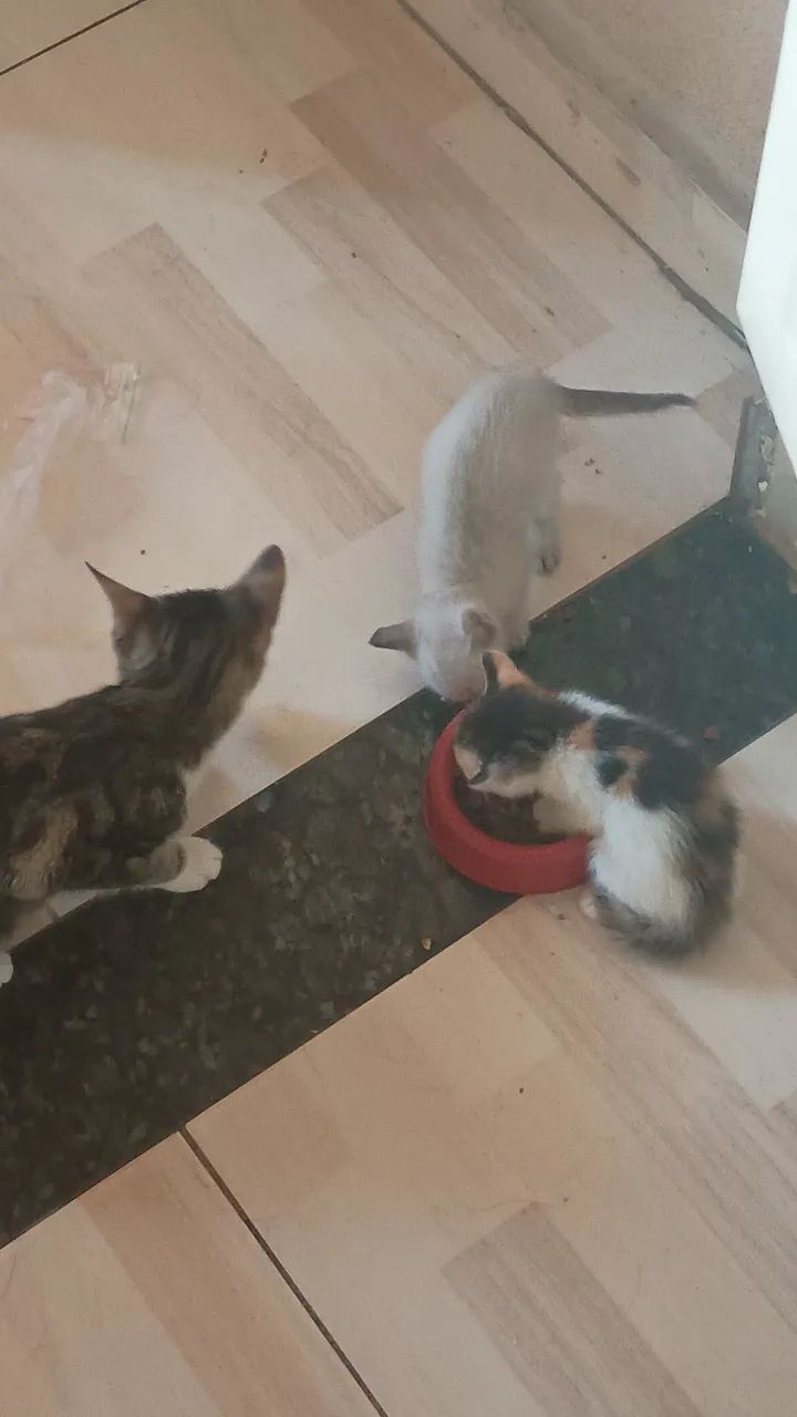 Gatinhos fofinhos para adoção