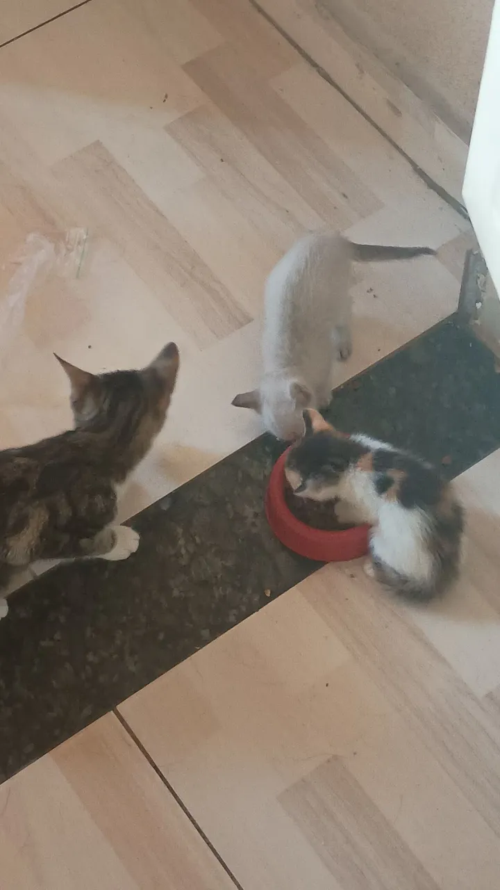 Gatinhos fofinhos para adoção