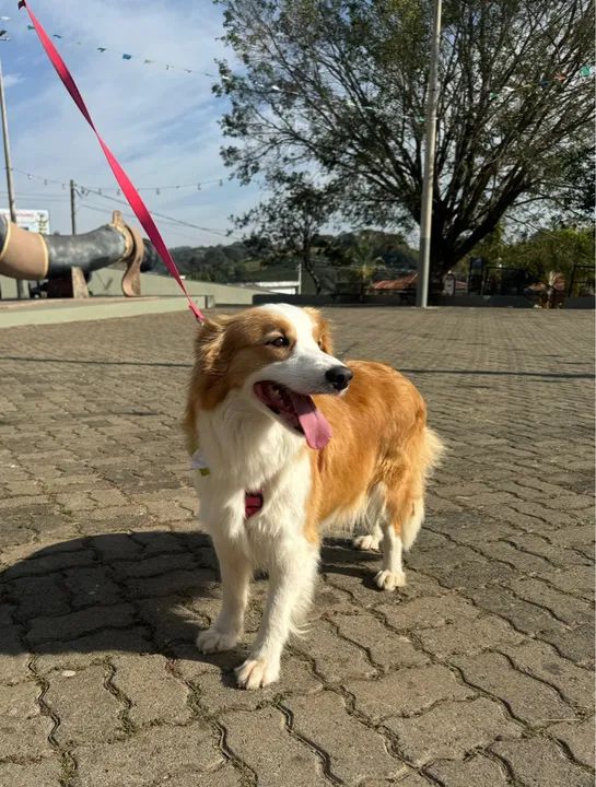 Filhote de Border Collie - Foto 5