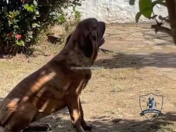 Filhote Fila Brasileiro a venda - Foto 5